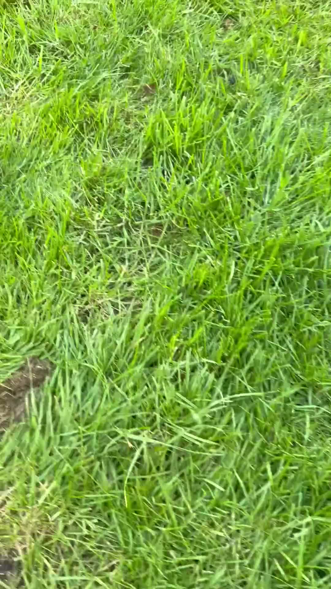 Australian Shepherd dogs for sale: Purebred Australian Shepherds - Video 1