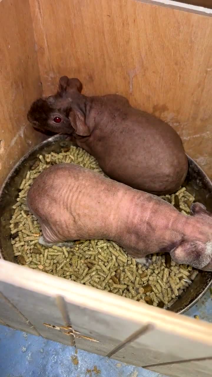 Guinea Pig rodents for sale: Skinny pigs for sale  - Video 3