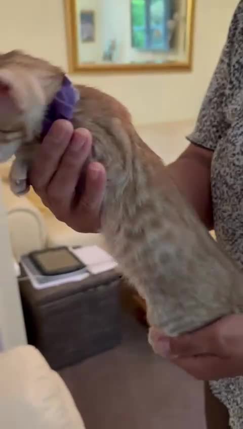 Oriental cats for sale: GCCF Oriental - Video 2