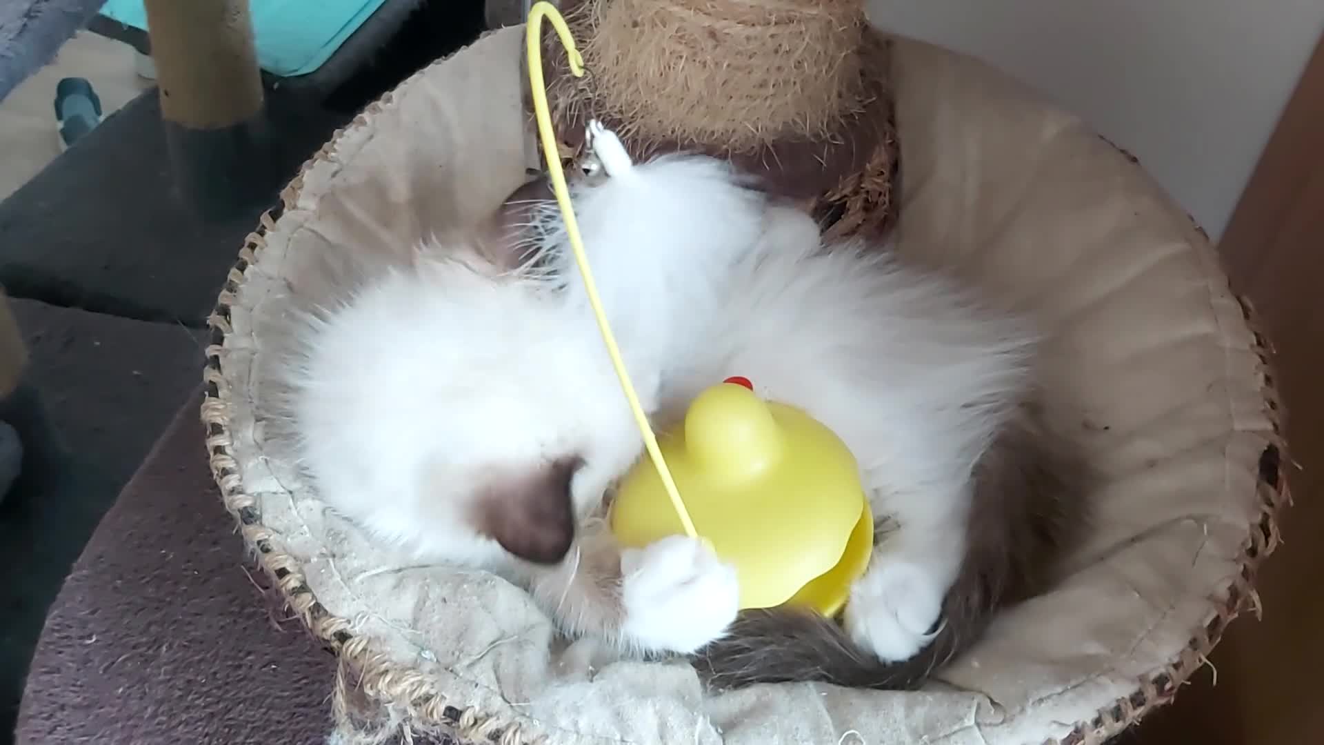 Ragdoll cats for sale: RAGDOLLS GIRL SEAL POINT BICOLOUR BLUE EYES  - Video 4