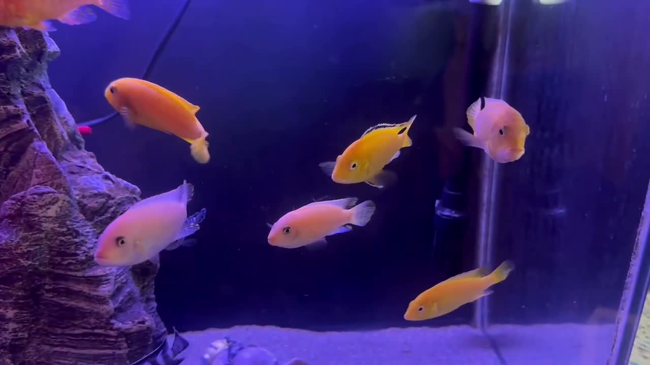 Cichlids fish for sale: African Cichlids & Tropical Fish - Bulk  - Video 5