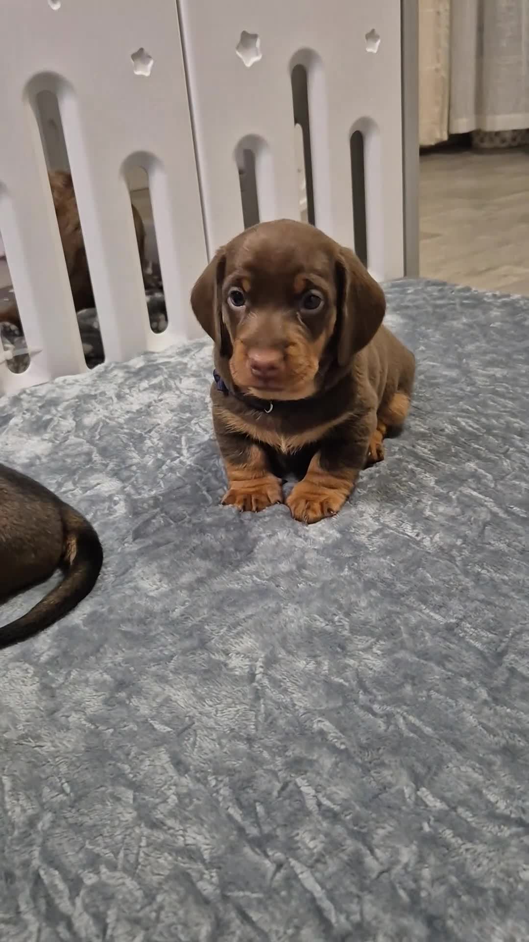 Dachshund dogs for sale: Dachshund puppies🐶  - Video 1