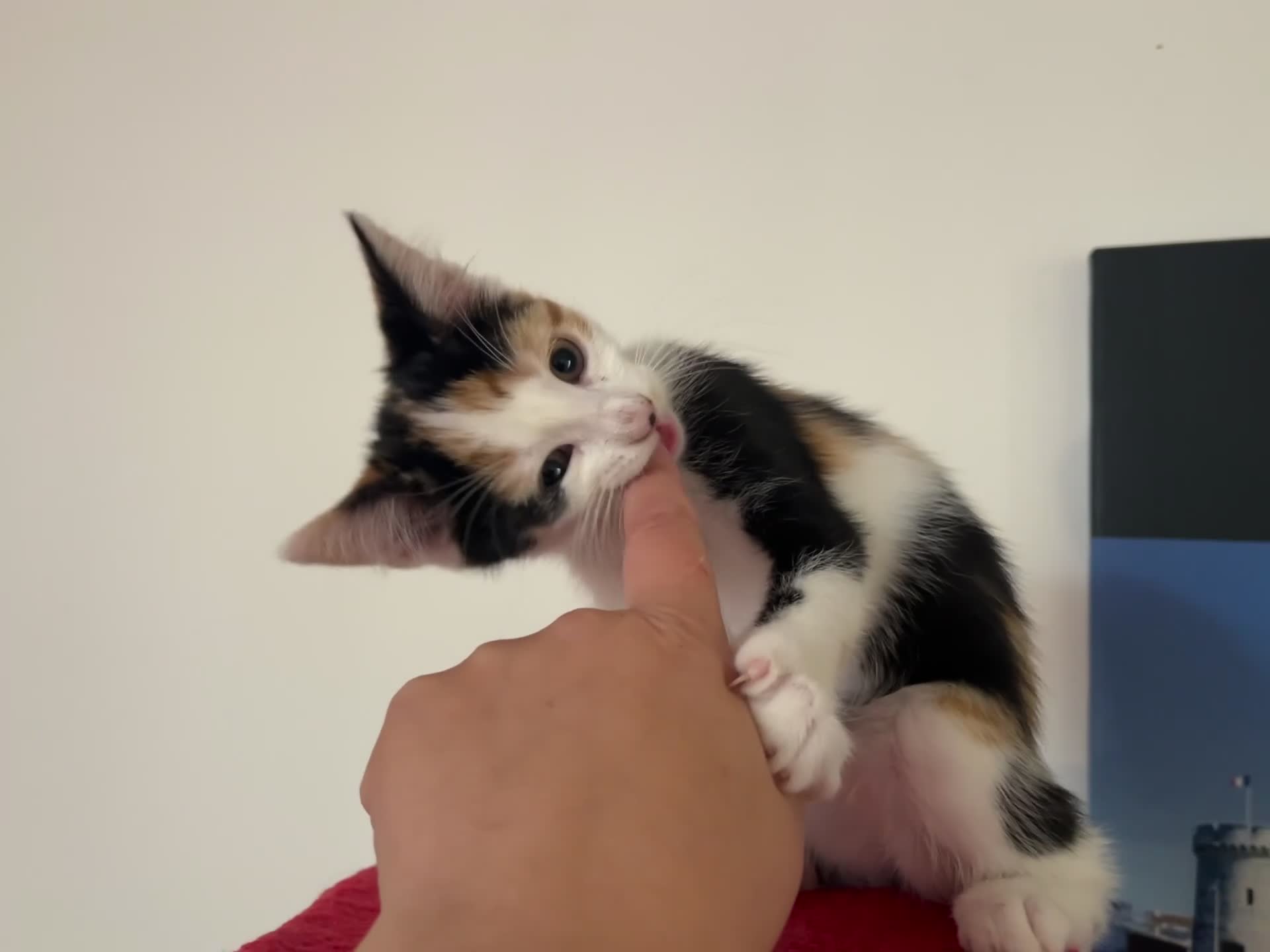 Mixed Breed cats for sale: 😻💚🩵💙🧡💛😻 - Video 1