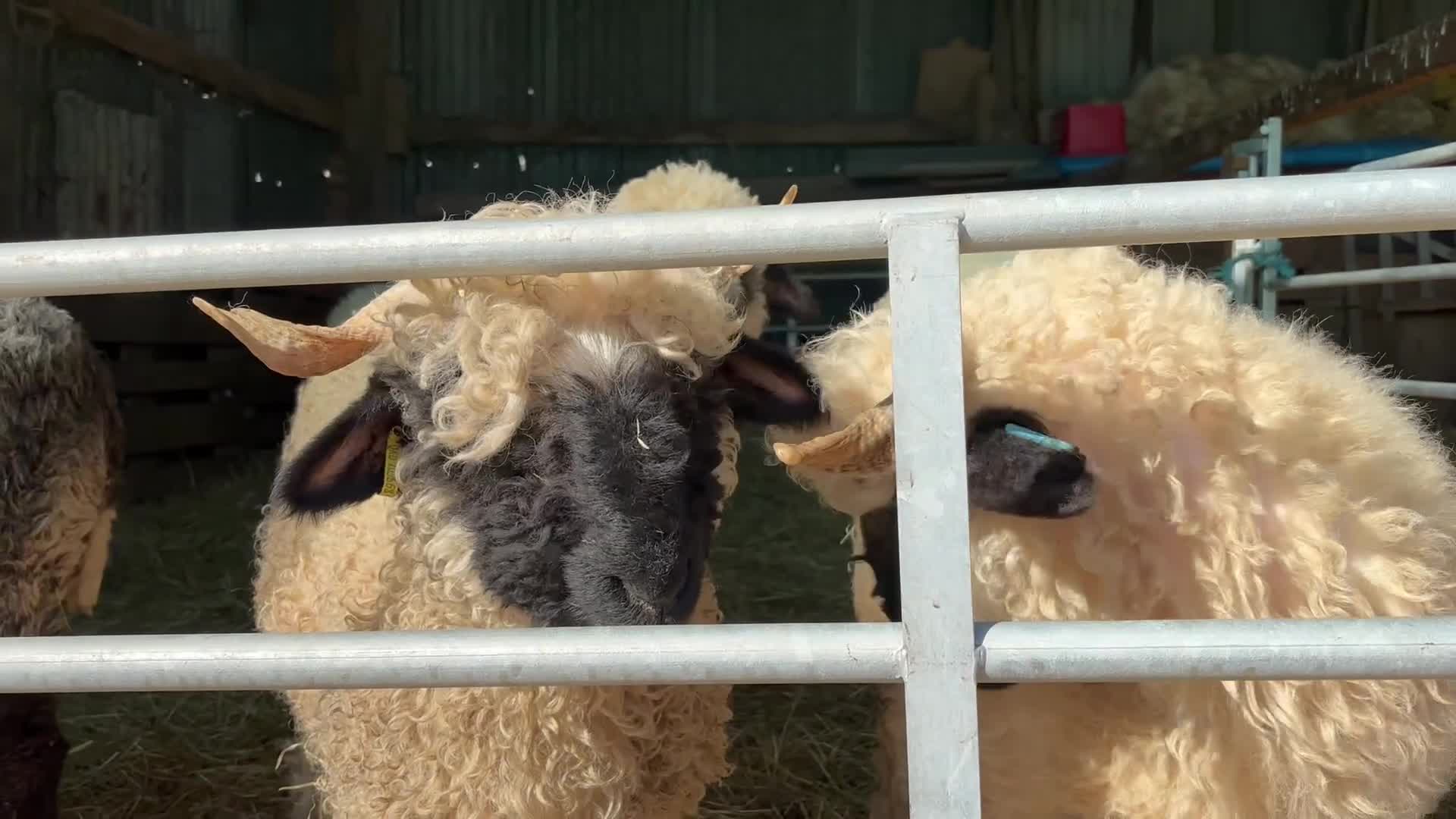 Sheep livestock for sale: Valais Blacknose available  - Video 2