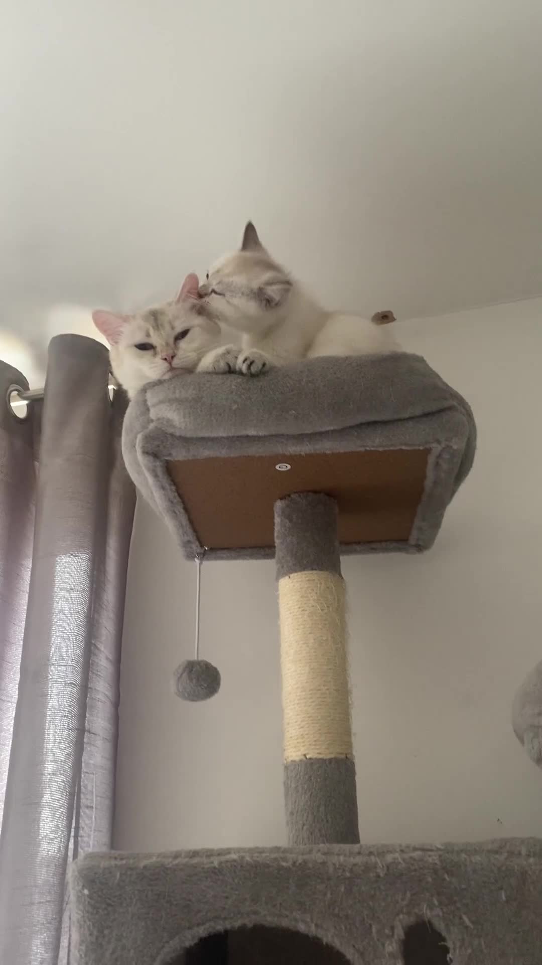 British Shorthair cats for sale: LAST Full pedigree British shorthair female 🐾 - Video 1