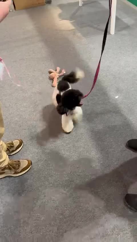 Toy Poodle dogs for sale: KC registered toy poodles - Video 1
