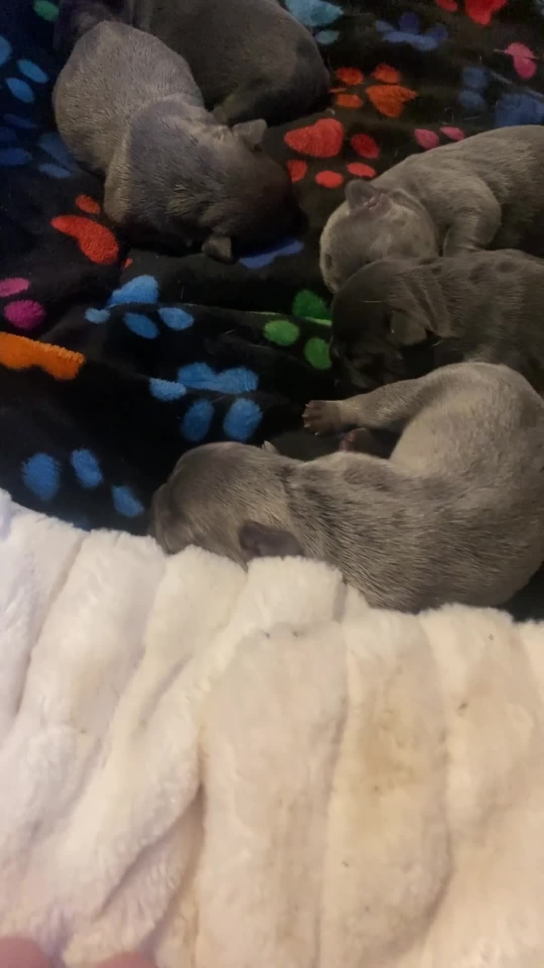 French Bulldog dogs for sale: Stunning french bulldog puppies - Video 1