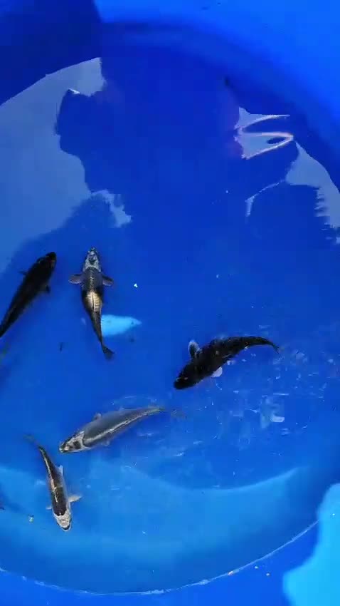 Koi Carp fish for sale: Koi carp for sale  in Widnes - Video 1