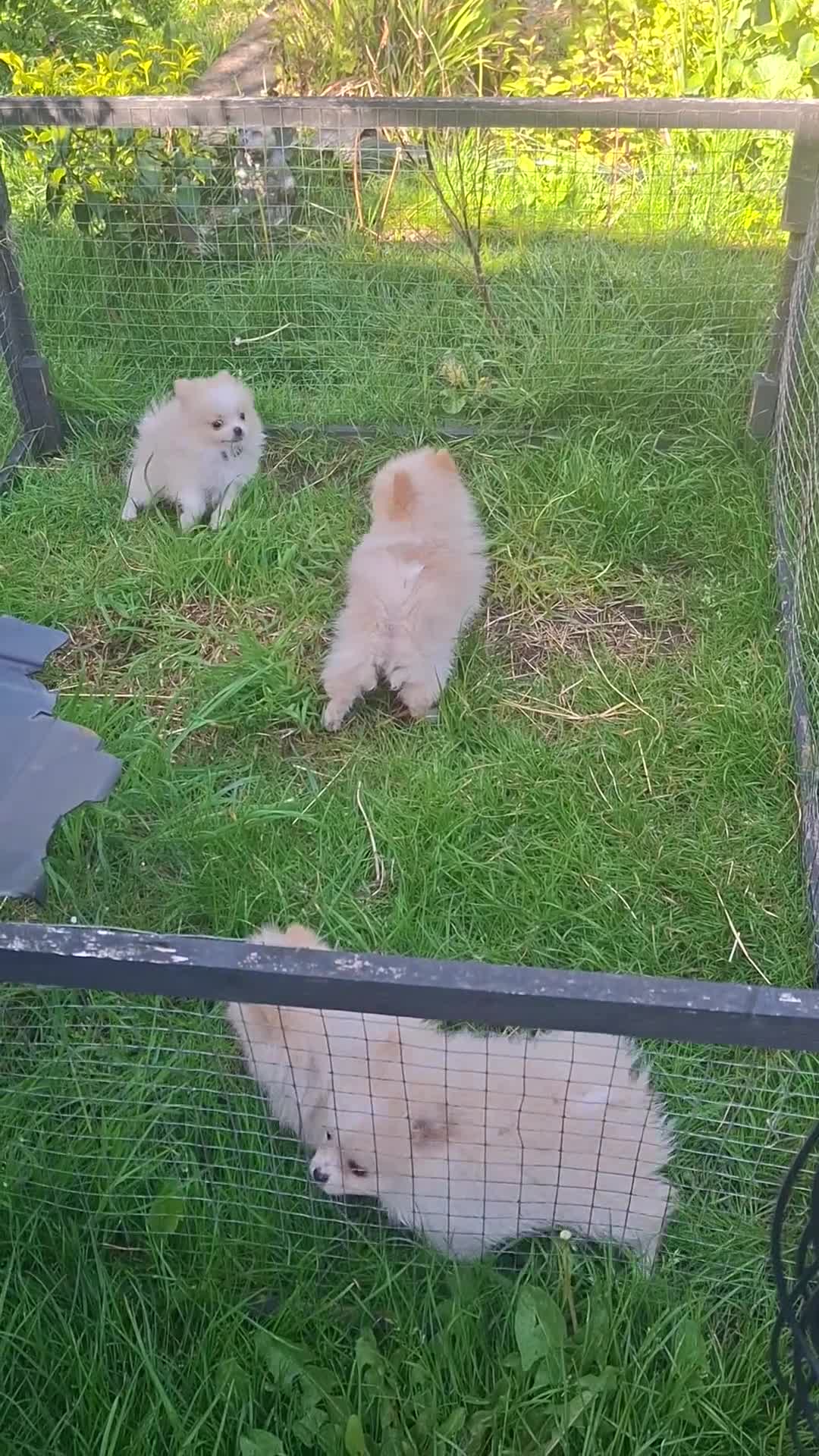 Pomeranian dogs for sale: Well Bred  **  Pomeranians  - Video 2