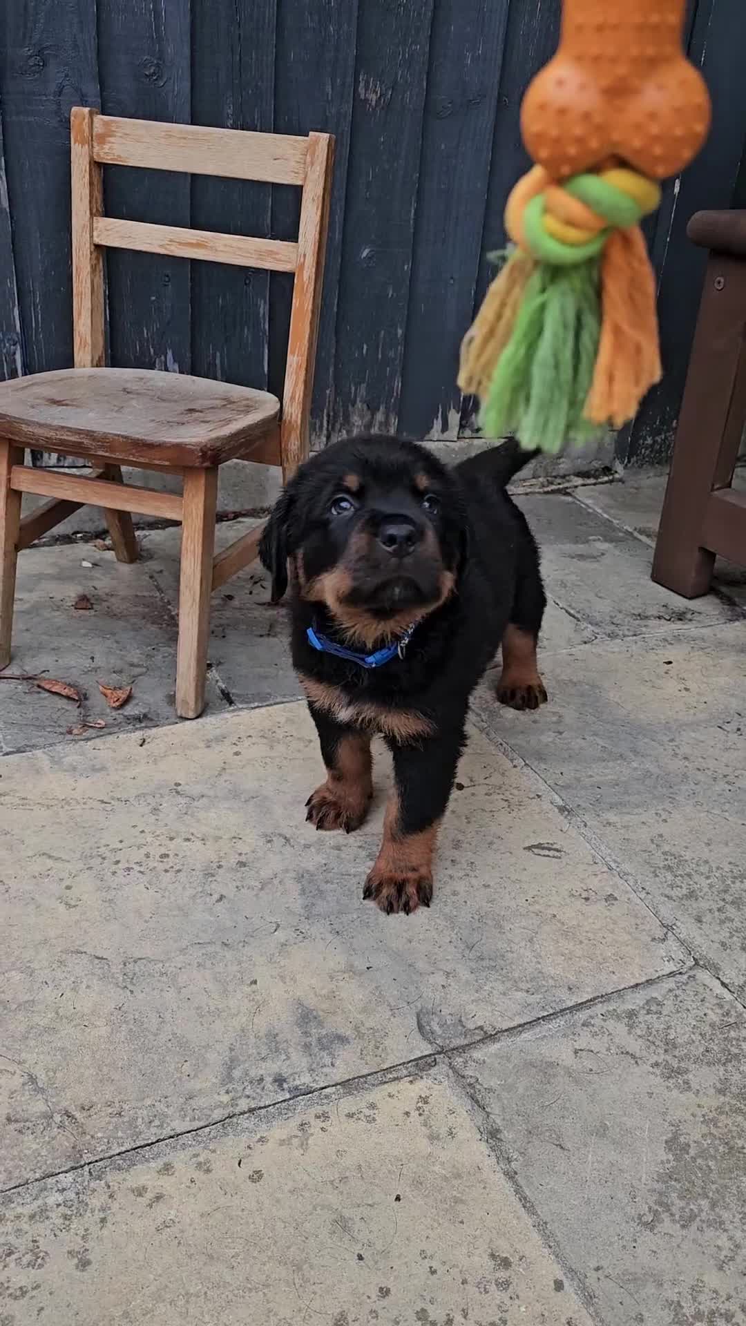 Rottweiler dogs for sale: Rottweiler Puppies in Great Yarmouth - Video 4