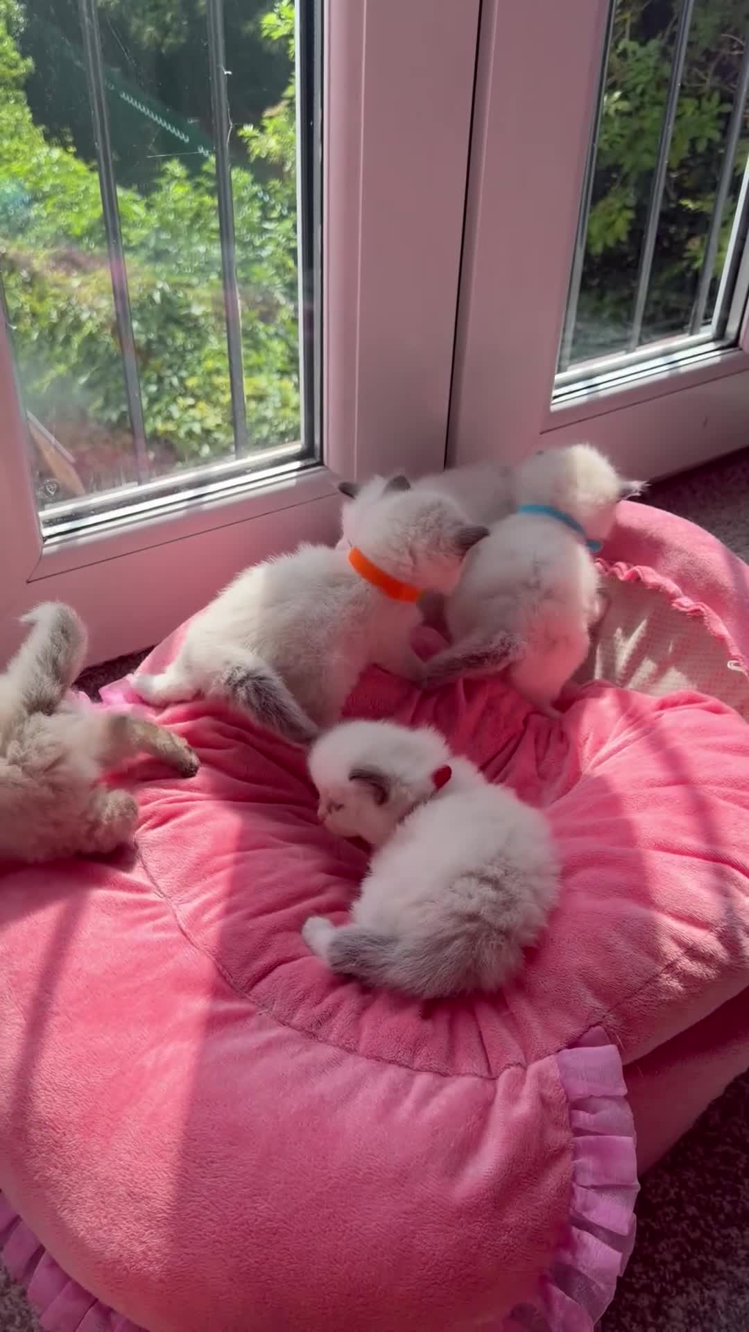 Ragdoll cats for sale: Exceptional Ragdolls  - Video 1
