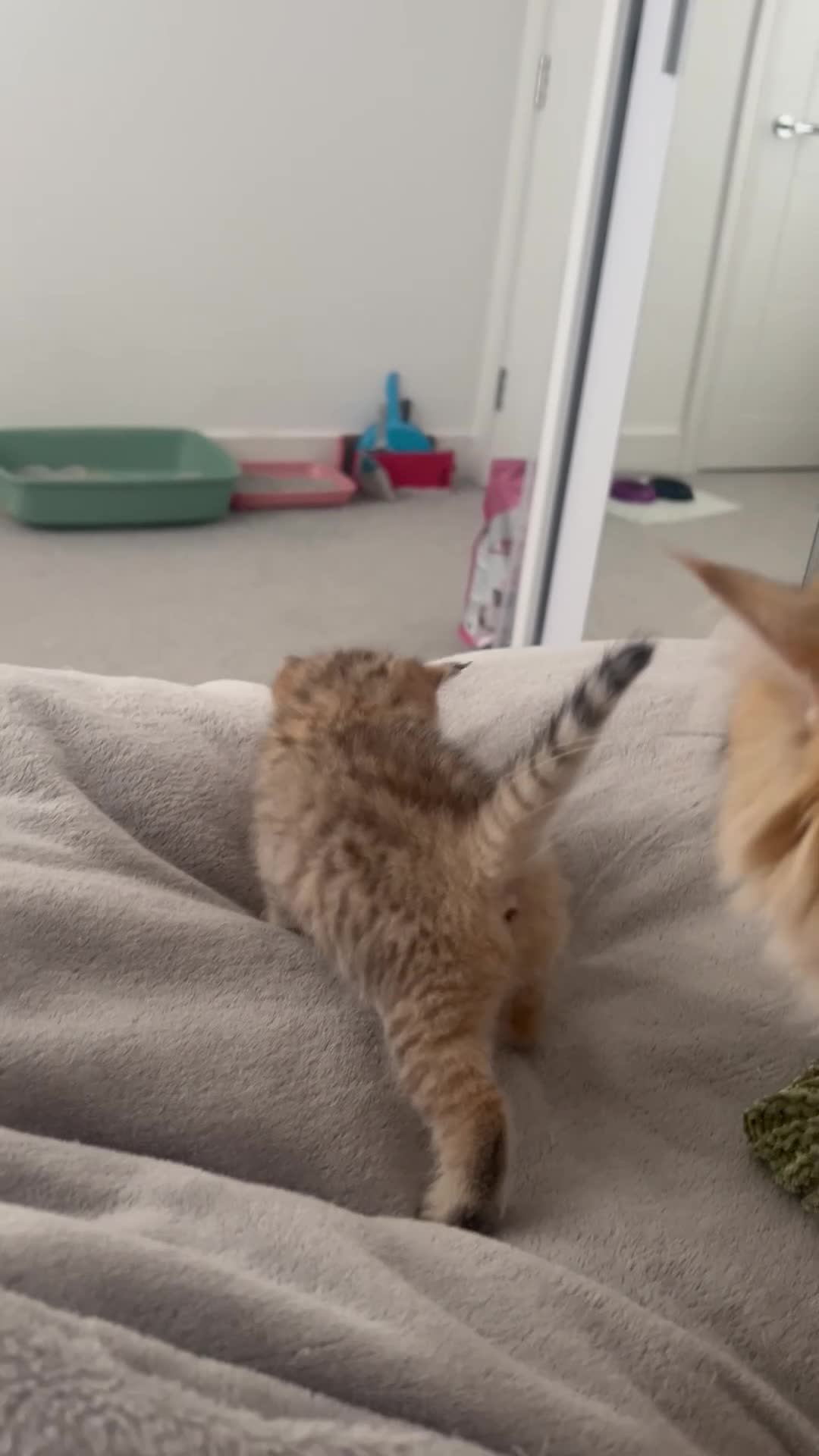 British Shorthair cats for sale: Two golden British Shorthair females - Video 3