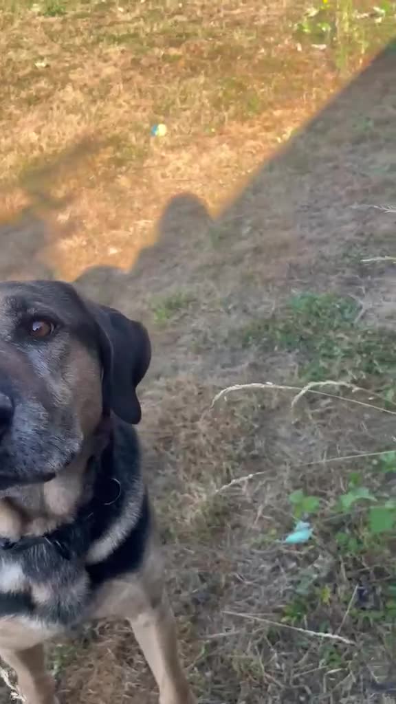 Mixed Breed dogs for adoption: Apollo needs his forever home in Amersham - Video 2