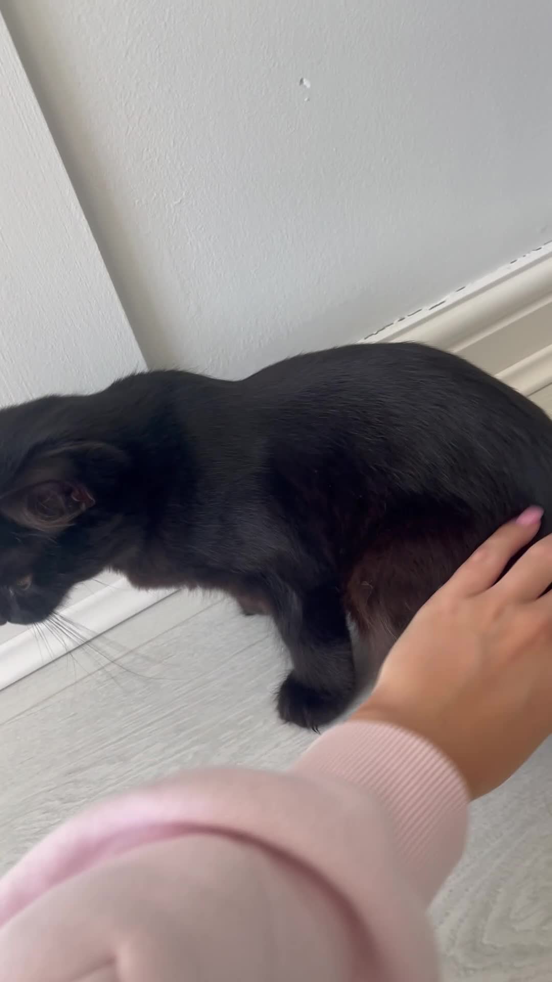 British Longhair cats for sale: Black long haired Domestic kitten- Purdy - Video 1