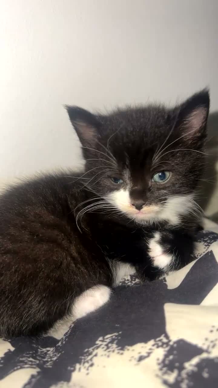 Mixed Breed cats for sale: Black & White Kittens — Loving Homes - Video 2