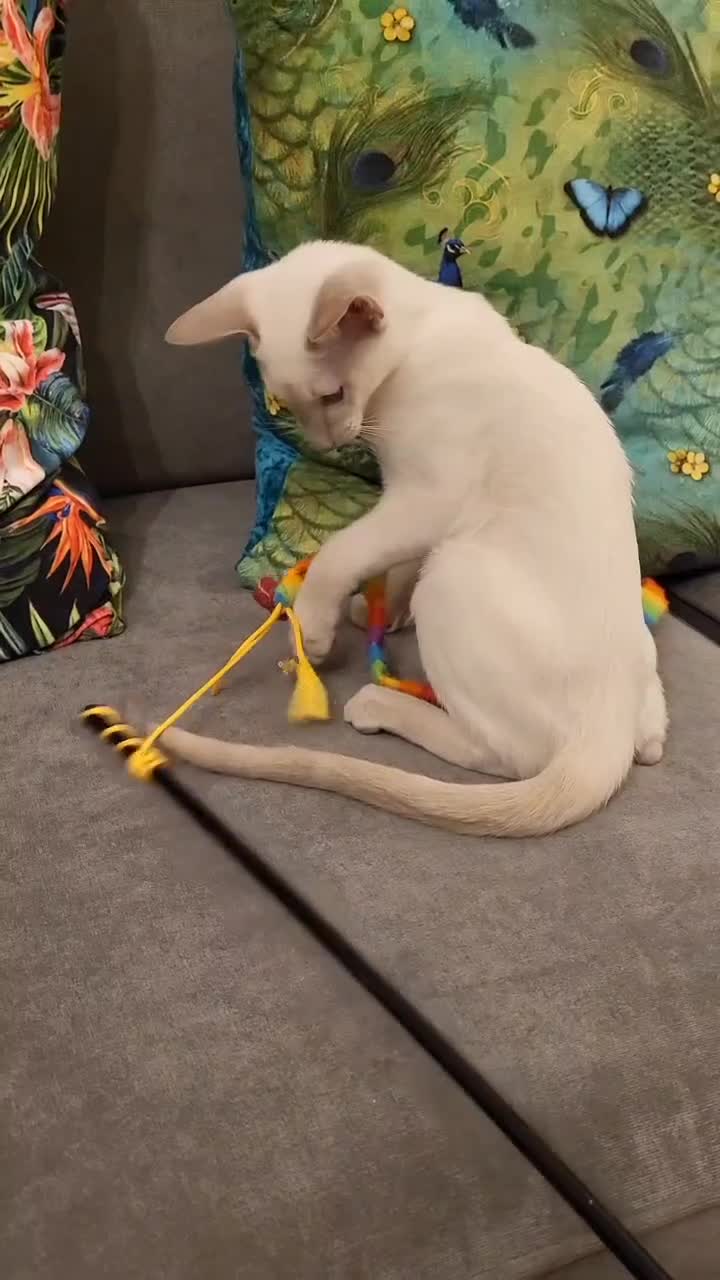 Siamese cats for sale: 2 GCCF Siamese Kittens Available - Video 3