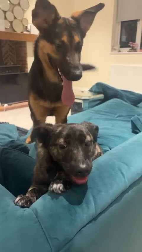 Mixed Breed dogs for adoption: URGENT: 💙MILO💙 – A SOFT, LOVING 1 YEAR OLD BOY  - Video 4