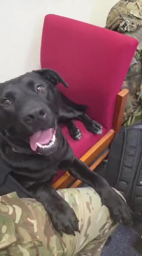 Mixed Breed dogs for adoption: 💖🐶 NICOL 🐶💖 - Video 1