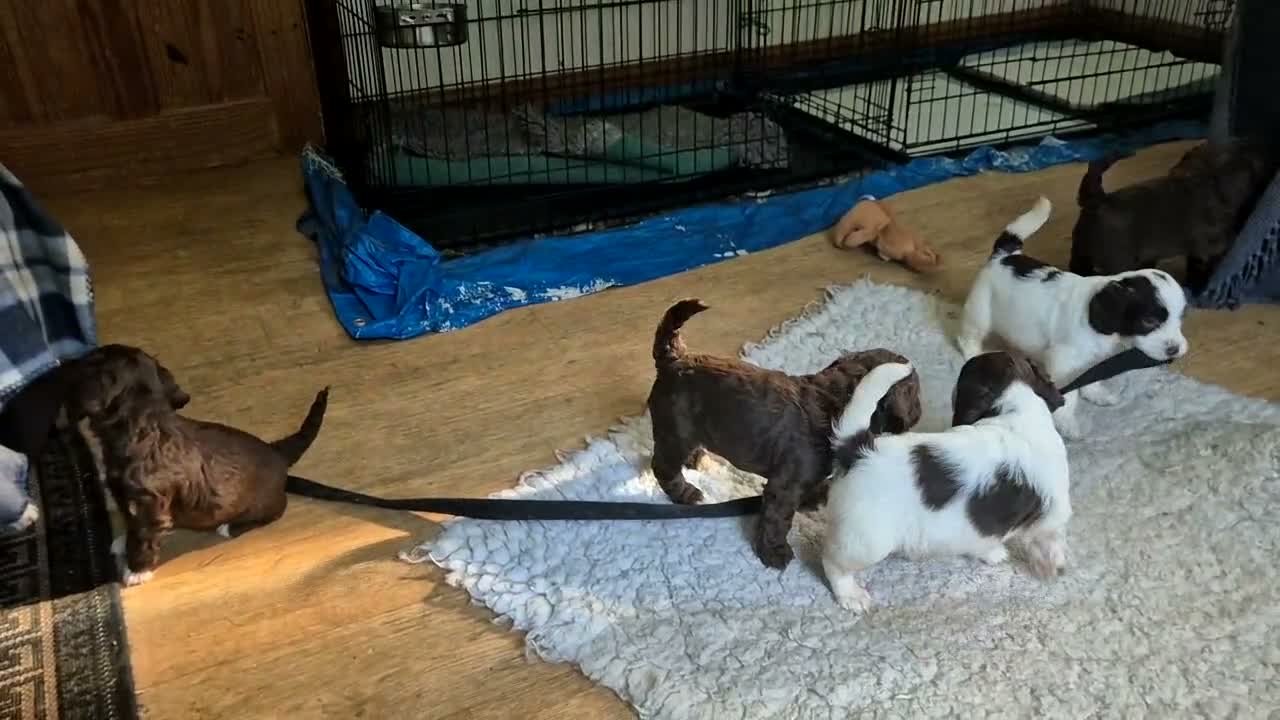 Sproodle dogs for sale: Gorgeous litter of Sproodle Pups  - Video 2