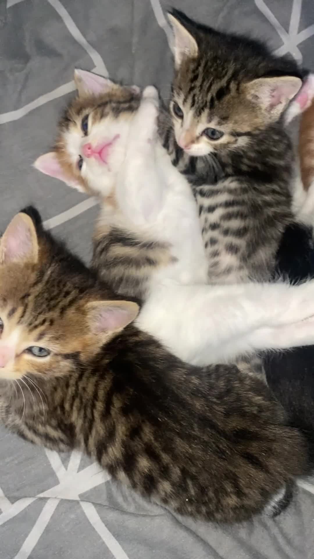 Mixed Breed cats for sale: Beautiful kittens for sale - Video 1