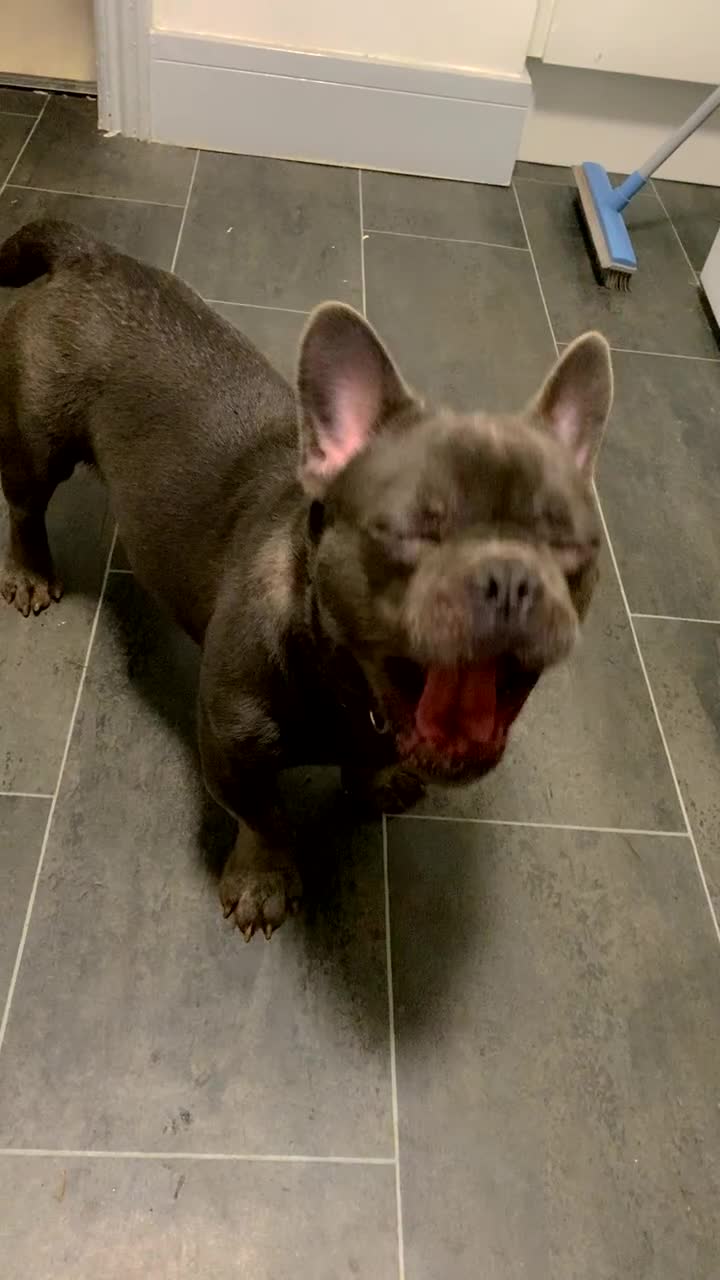French Bulldog dogs for sale: Frenchi with fluffy frenchi genes  - Video 1