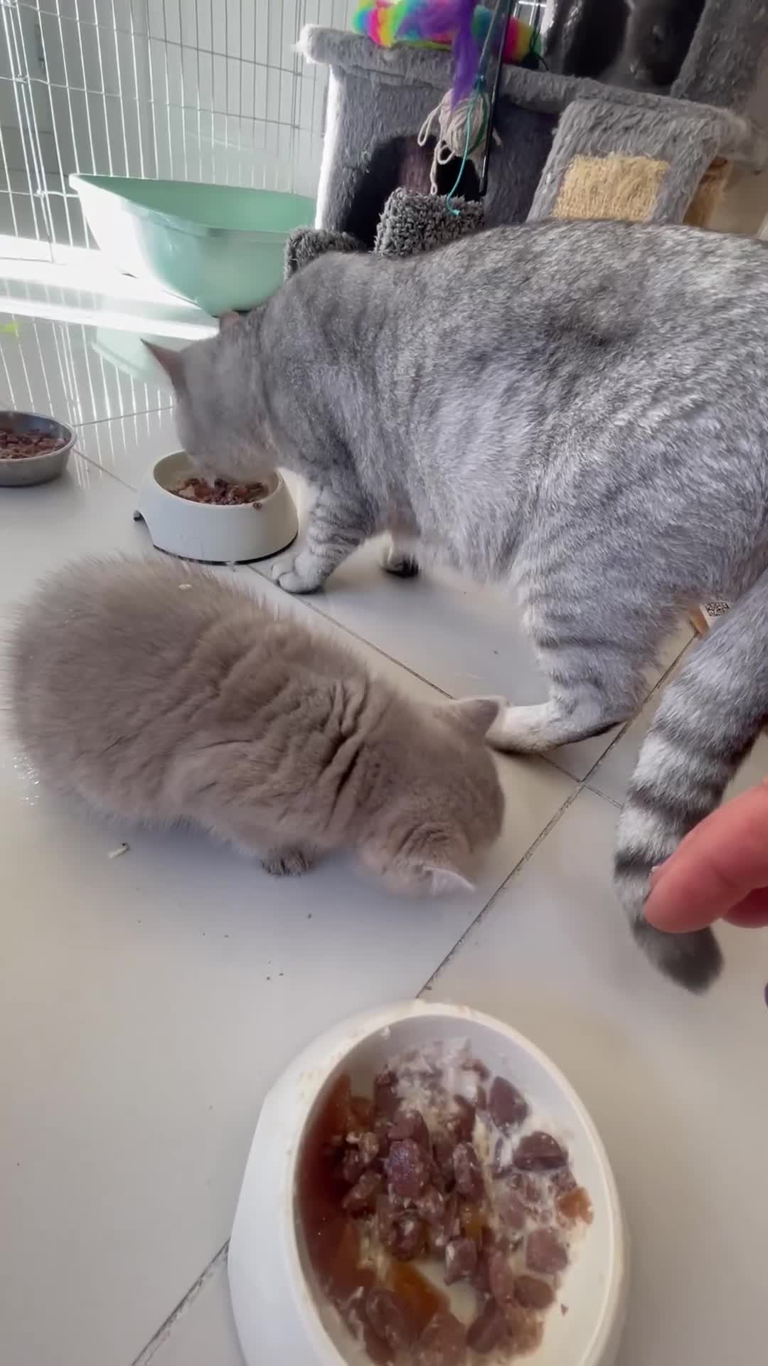 British Shorthair cats for sale: Fabulous, playful and healthy BSH kittens, rare - Video 3