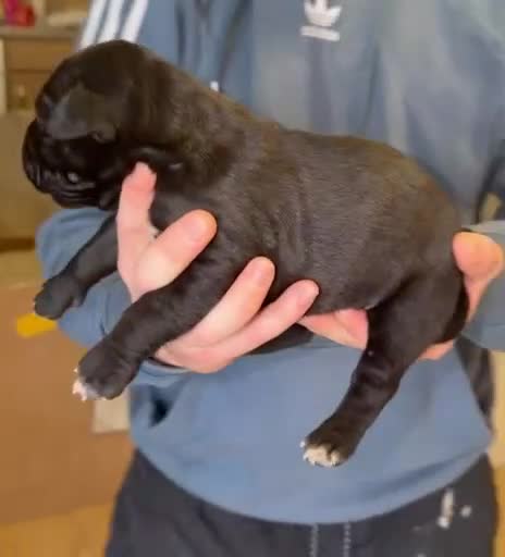 Mixed Breed dogs for sale: Cane Corso/Great Dane X Cane Corso Boerboel - Video 1