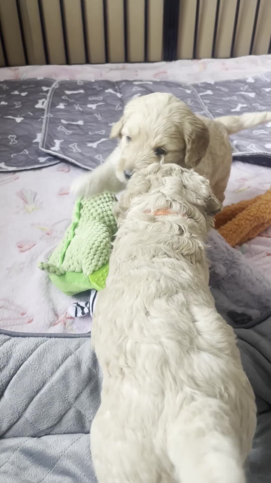 Double Doodle dogs for sale: Beautiful Double Doodles  - Video 1