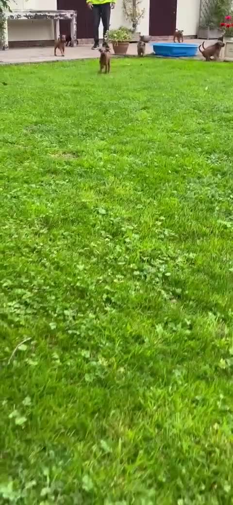 Irish Terrier dogs for sale: BEAUTIFUL KCREGISTERED, CHAMPION, IRISH TERRIERS - Video 2