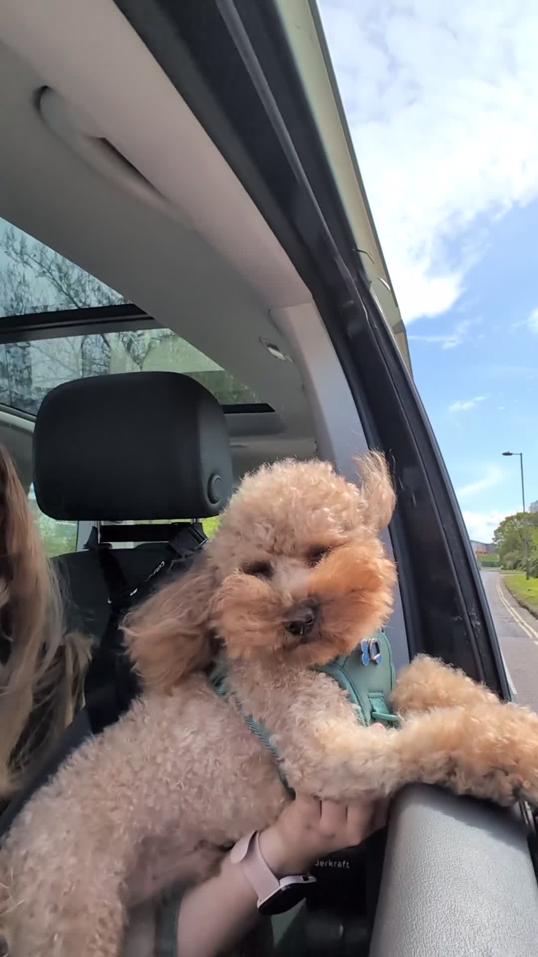 Toy Poodle dogs for stud: KC Red Toy Poodle for STUD - Health Tested in Emsworth - Video 3