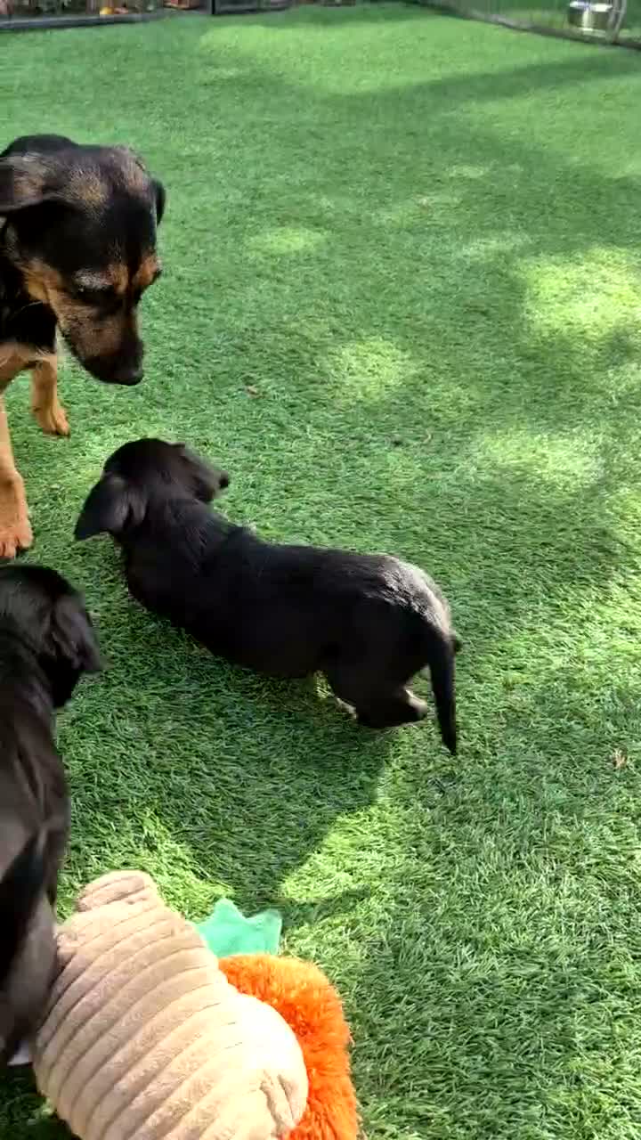 Mixed Breed dogs for sale: 🐾 Beautiful French Bulldog × Cockapoo Puppies 🐾 - Video 1