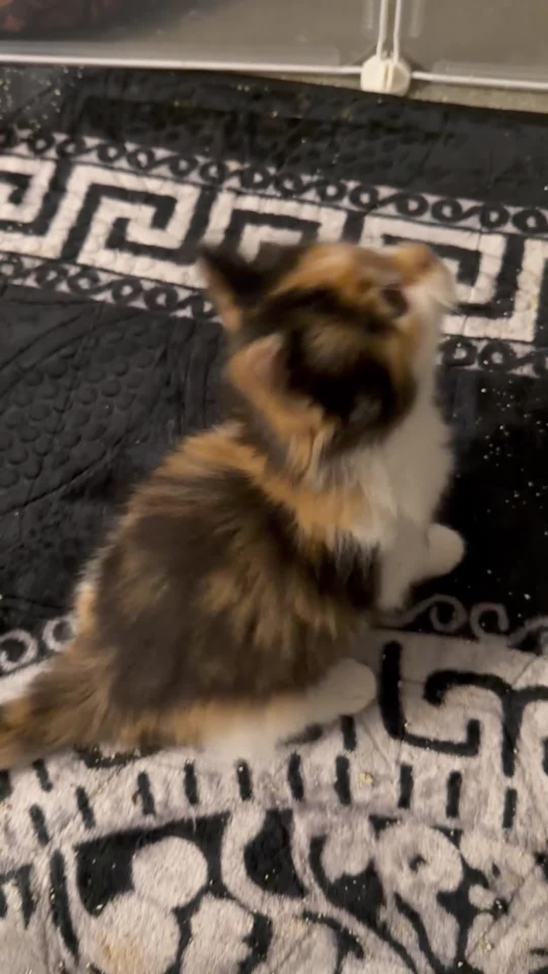 Maine Coon cats for sale: Rare red and white bicolor lMaincoon ready now  - Video 3