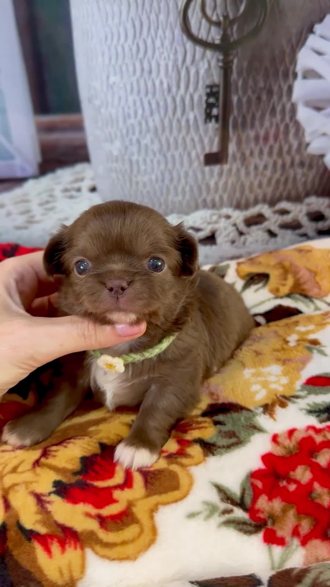 Chihuahua dogs for sale: 🤎 Exotic KC LC chocolate chihuahuas 🤎 - Video 3