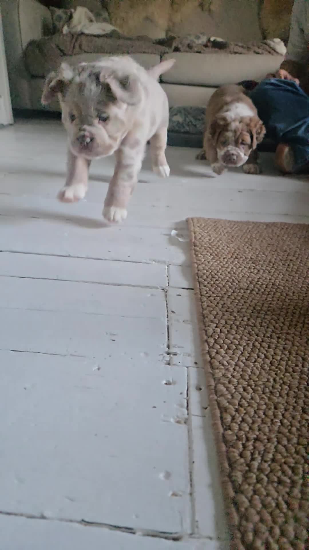 Olde English Bulldogge dogs for sale: Fluffy Old English Bulldog (NOT XL) Woolly Bullys - Video 2