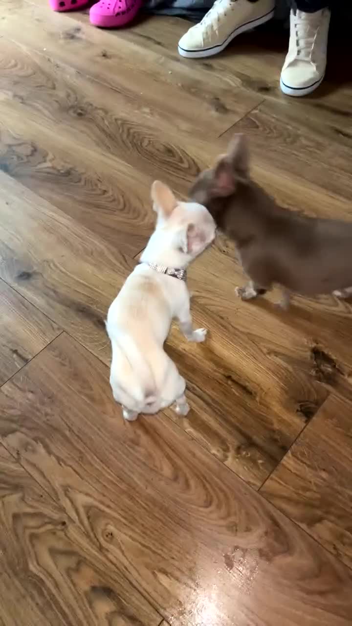 Chihuahua dogs for sale: Exceptional  **  Miniature Chihuahuas Truly Rare in Solihull - Video 1