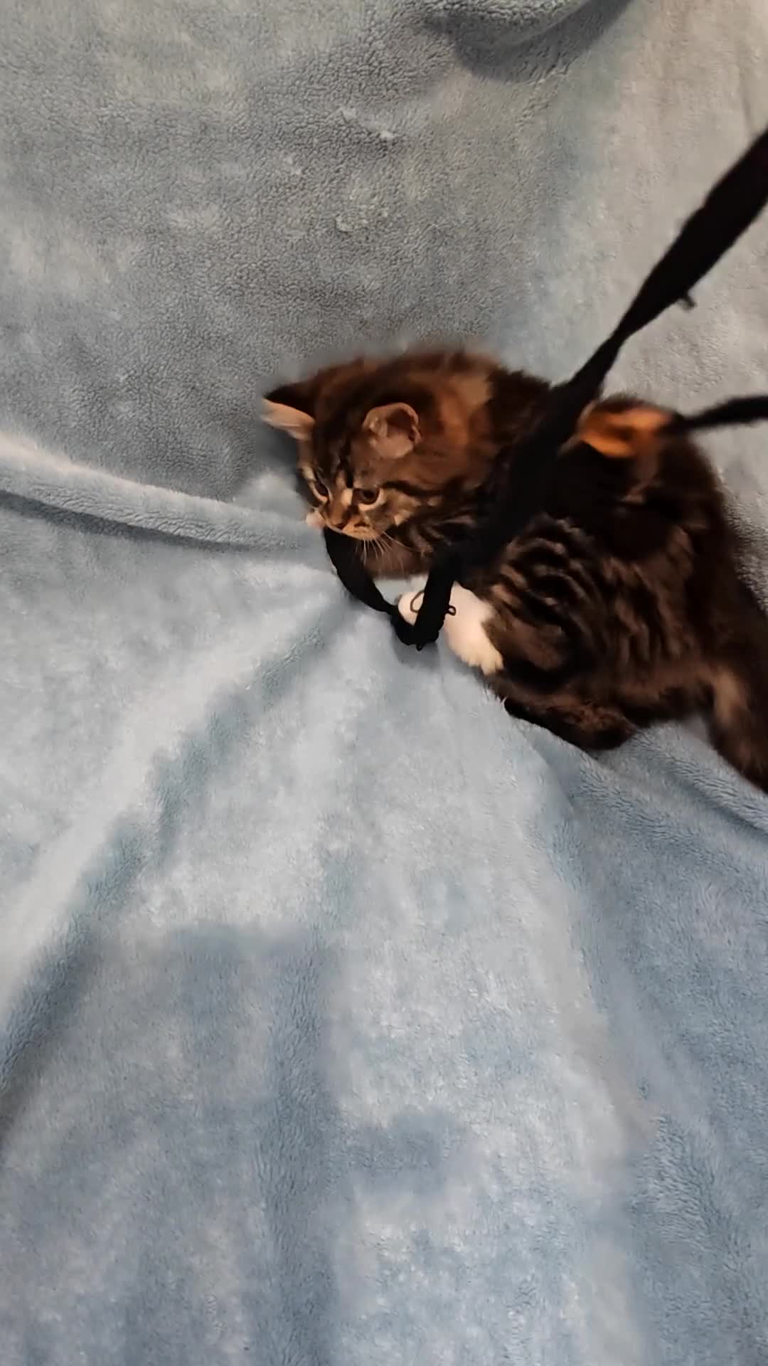 Mixed Breed cats for sale: Sccotis flod & Fluffy kittens VIDEOS - Video 1