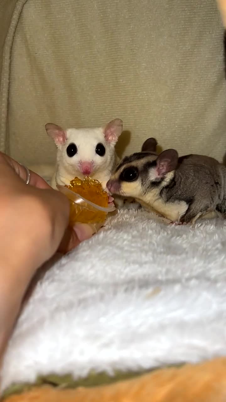 Sugar Glider rodents for sale: selling both sugar gliders  in West Drayton - Video 3