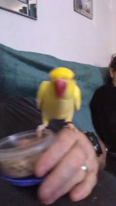 Ringnecks birds for sale: Female Lutino Indian Ringneck  in Abergele - Video 1