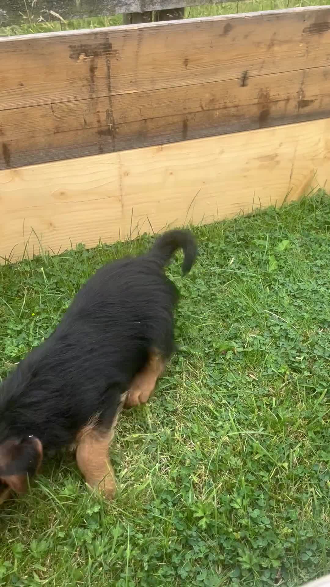 Mixed Breed dogs for sale: 3/4 welsh terrier 1/4cocker spaniel puppys - Video 4