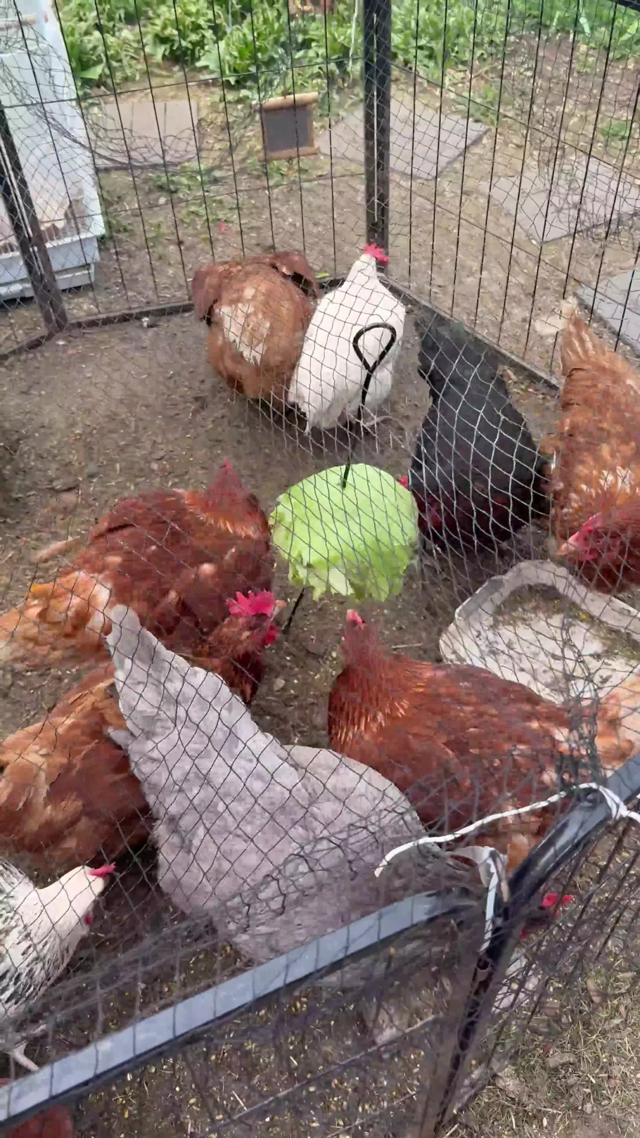 Chickens poultry for sale: Hybrid chicken & appleyard ducks hatching eggs  in Luton - Video 1