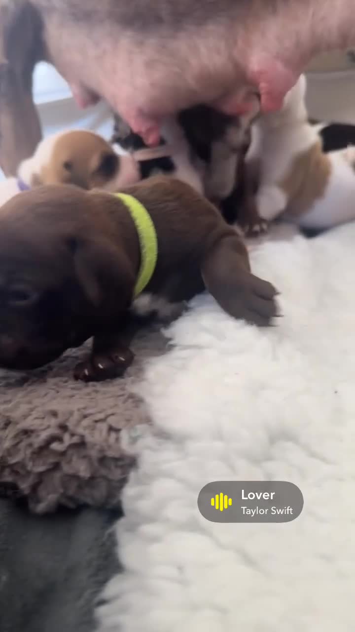 Mixed Breed dogs for sale: A* bulldog puppies 🐶 - Video 2