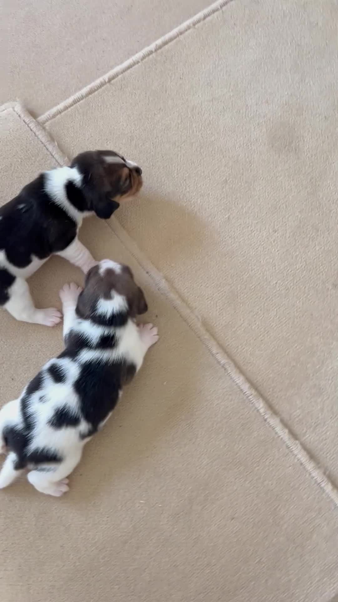 Beagle dogs for sale: KC reg,,, Charterwood//dyalyn  beagles - Video 1