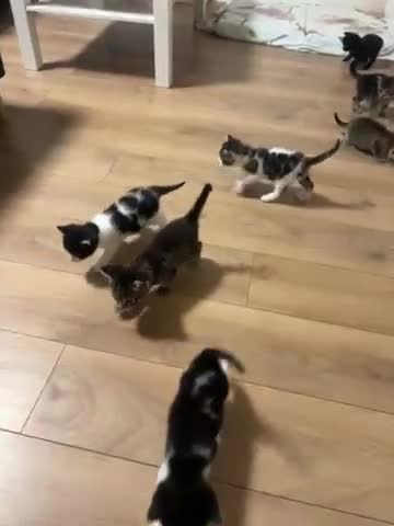 Mixed Breed cats for sale: Female cats for sale in London - Video 1