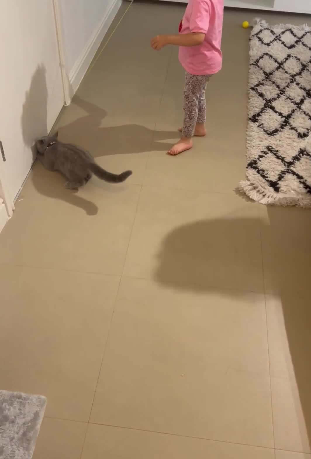 British Shorthair cats for sale: British short hair kitten - Video 2