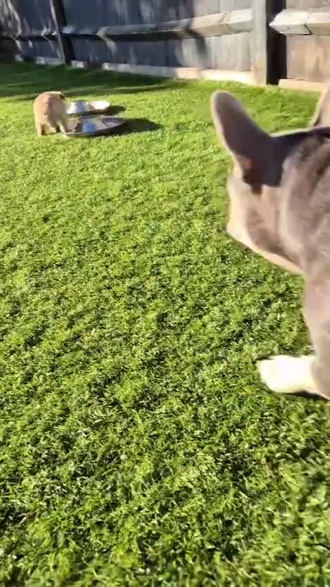 French Bulldog dogs for sale: French Bulldog puppies - Video 3
