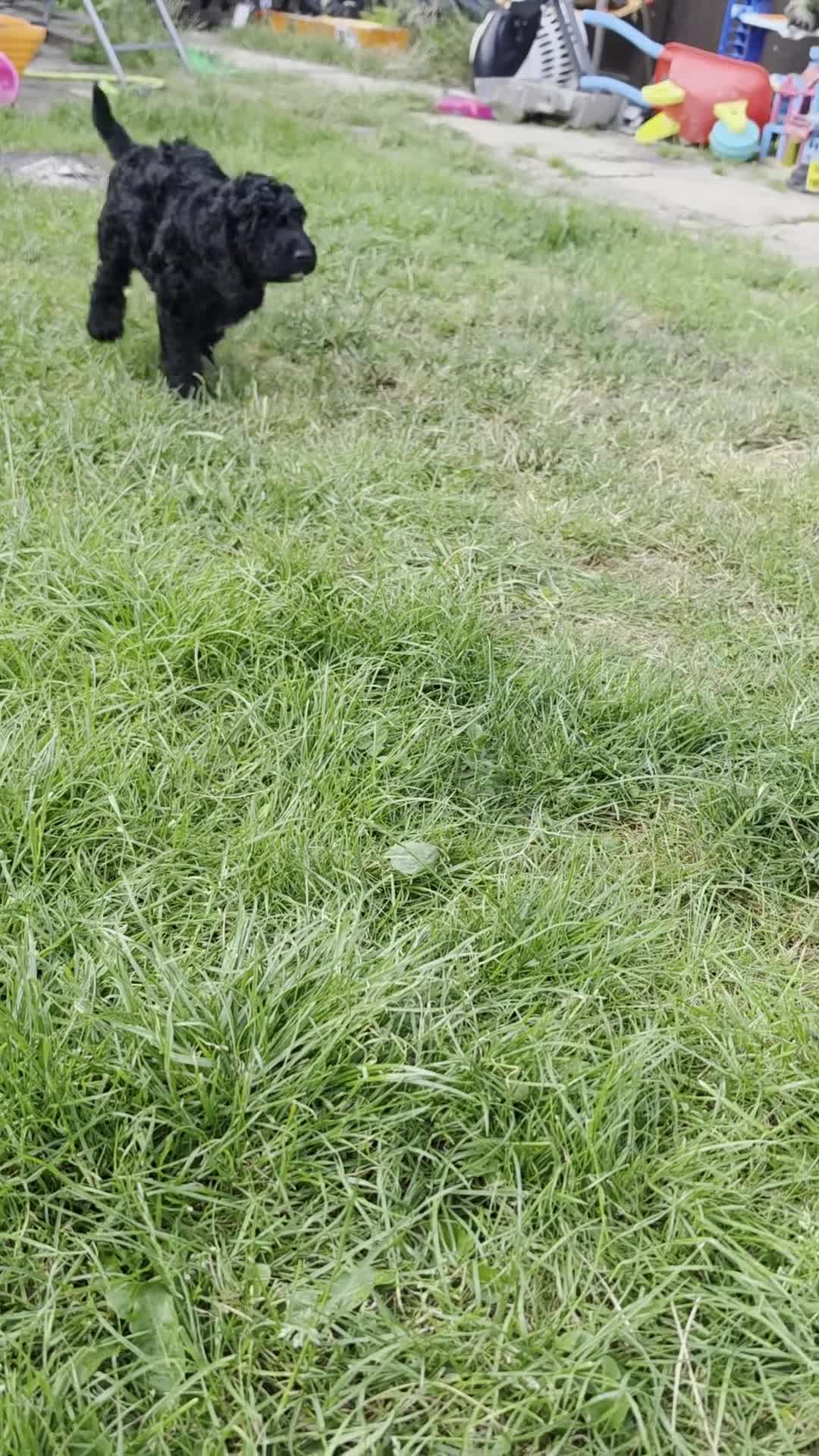Miniature Poodle dogs for sale: *Reduced now £1000 - Last girl* - Video 2