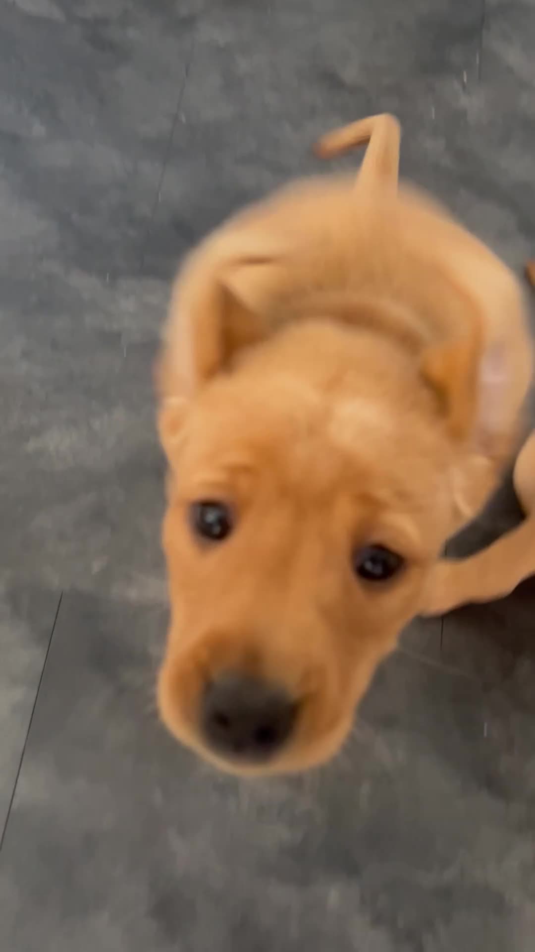 Labrador Retriever dogs for sale: fox red Labrador - Video 1