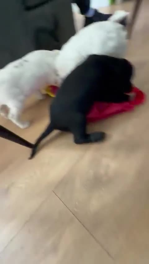 Cockapoo dogs for sale: Cockapoo 1 boy, Ready now, microchipped, vaccine  - Video 1