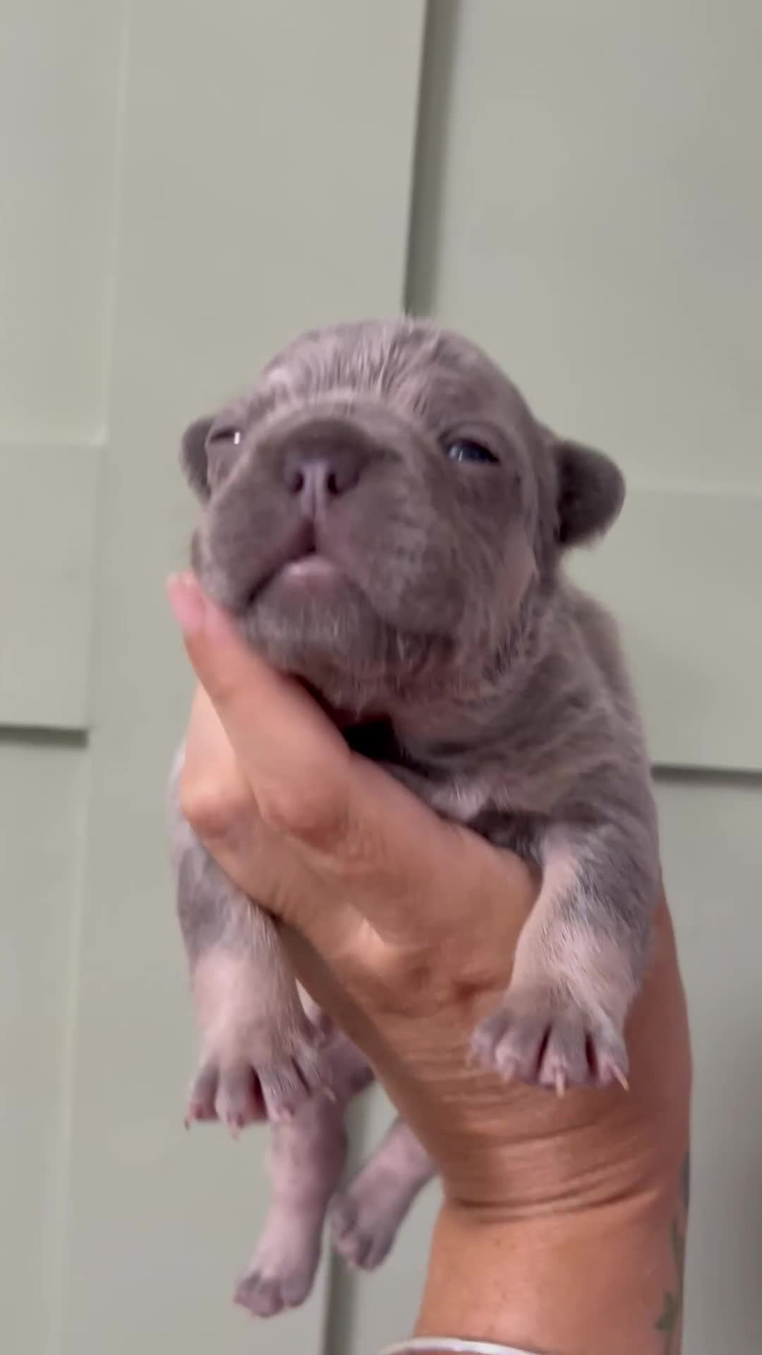 French Bulldog dogs for sale: Beautiful KC Registered French bulldog puppies in London - Video 1