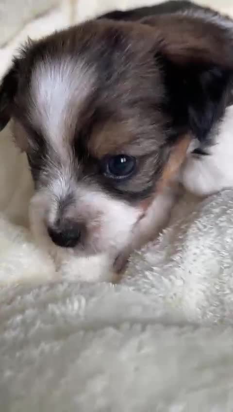 Yorkshire Terrier dogs for sale: DNA tested parents possible Dilution Yorkies  - Video 3